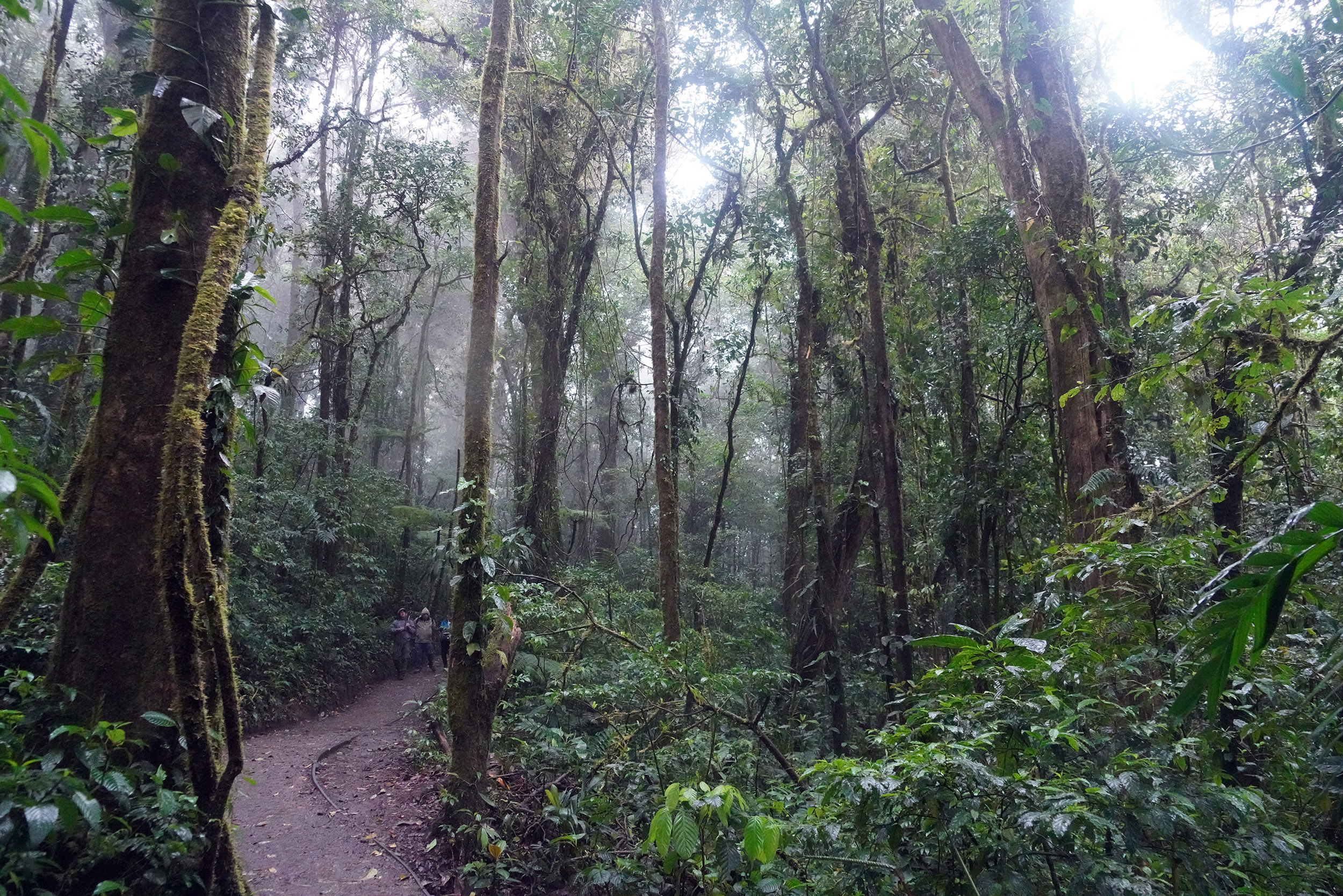 Costa Rica - Février 2025